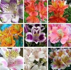 100PCS Rare Peruvian Lily Alstroemeria Flower Seeds - Mixed 9 Colors