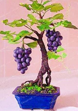 50PCS Big Miniature Grape Vine Seeds Purple Fruits