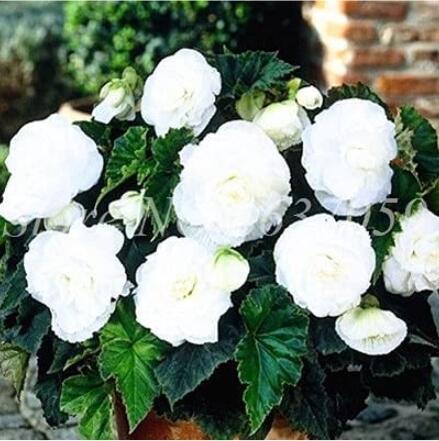 100PCS Begonia Flower Seeds - White Double Flowers