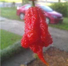 100PCS Carolina Reaper Pepper Seeds Red