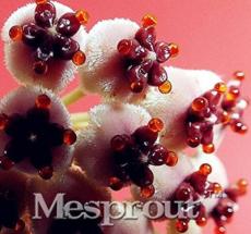 100PCS Hoya Carnosa Seeds - White and Dark Red Bi-color