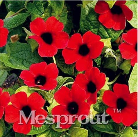 10PCS Thunbergia AlataChile Susan Seeds - Dark Red Color with Black Eye