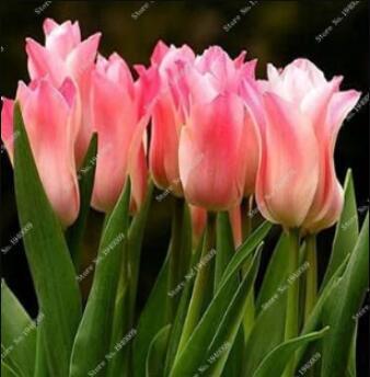 100PCS Tulips Seeds - Water Pink Colors