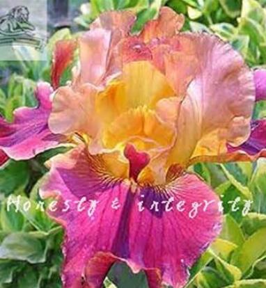 100PCS Iris Flower Seeds - Golden - Light Pink - Rose Pink Flowers