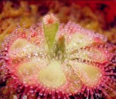 100PCS Drosera Burmanni Seeds - Greenish Light Pink Color