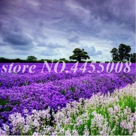 200PCS French Provence Lavender Seeds - Mixed Pink and Purple Colors