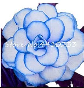 100PCS Begonia Seeds - White Double Flowers with Blue Edge