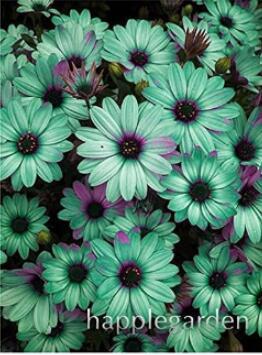 100PCS Gerbera Daisy Seeds Hybrid - Apple Green Flowers with Purplish Black Centre