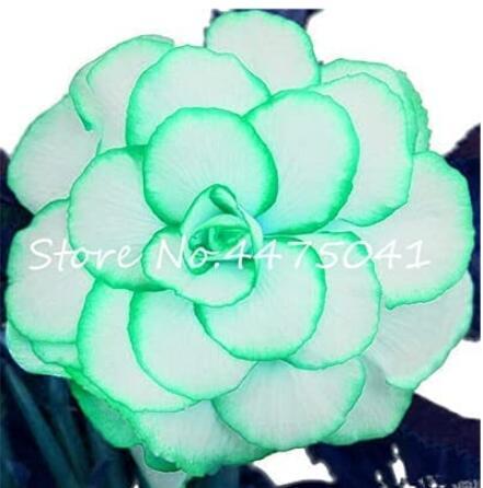 50PCS Rieger Begonias Flower Seeds - 2 Colors Available