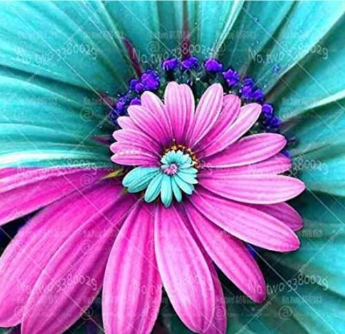 30PCS Spiral Daisy Seeds - Rainbow Color