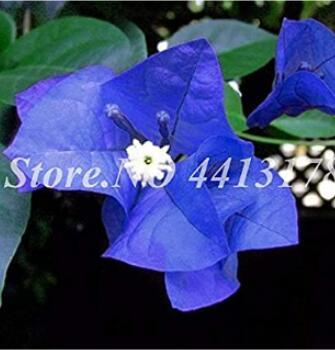 50PCS Bougainvillea Seeds - Blue Colors