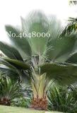 100PCS Travelers Palm Flores Bonsai Seeds