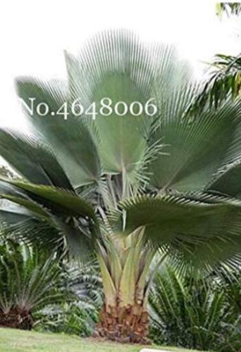 100PCS Travelers Palm Flores Bonsai Seeds