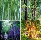 60PCS Bamboo Seeds Mixed Green Black Purple Yellow Colors
