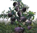 30PCS Black Diamond Apple Tree Plant Seeds