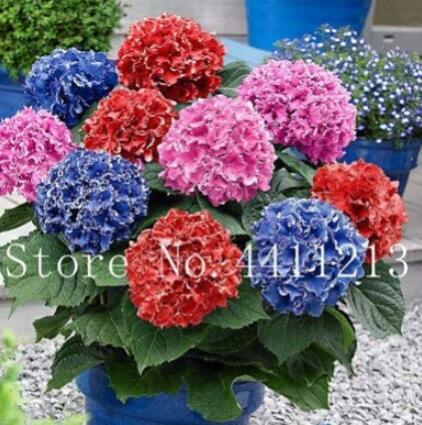 100PCS Hydrangea Bonsai Flower Seeds - Mixed Blue Pink Red Flowers
