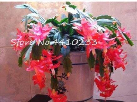 100PCS Zygocactus Truncatus Bonsai Seeds - Rose Pink Flowers
