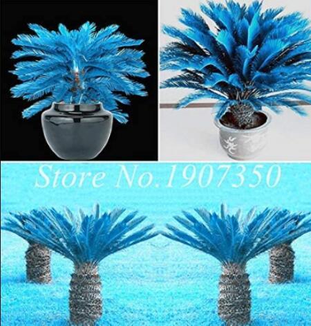 50PCS Sago Cycas Seeds - Blue Plant