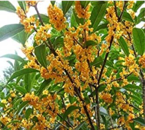 10PCS Fragrance osmanthus Tree Seeds - 2 Colors Available