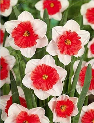 100PCS Narcissus Flower Balcony Plants Seeds - White and Rose Red Centre Flowers