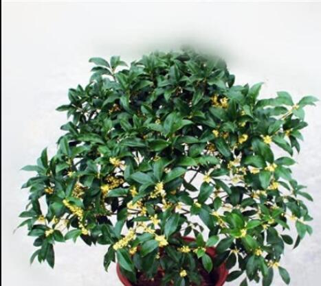 10PCS Fragrance osmanthus Tree Seeds - Yellow Bonsai Flowers
