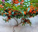 10PCS Fragrance osmanthus Tree Seeds - 2 Colors Available