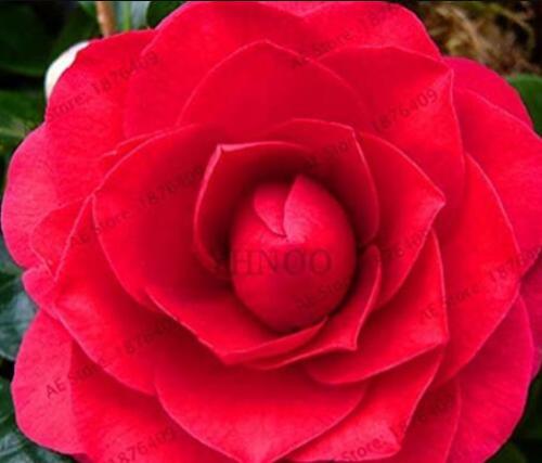 5PCS Camellia Flores Potted Plants Seeds - Red Double Flowers