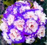30PCS Geranium Seeds - Light Water Pink Double Flowers with Purple Edge Ball Type