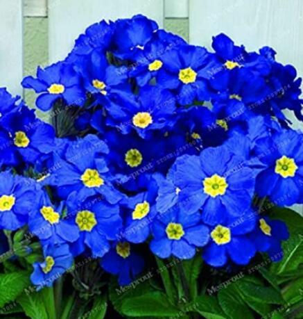 200PCS Fragrant Evening Primrose Seeds - Dark Blue Flowers with Yellow Centre