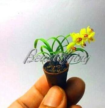 100PCS Phalaenopsis Orchid Seeds - Mini Type Yellow Flowers