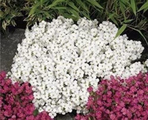 200PCS Creeping Thyme Seeds Rock CRESS Plant - White and Dark Red Color