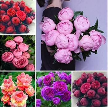 10PCS Chinese Peony Seeds - Mixed Red Pink Light Pink Purple Bicolor Flowers