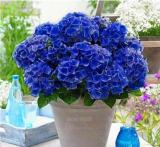50PCS Hydrangea Seeds - 2 Colors Available