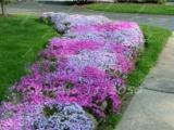 200PCS Creeping Thyme Seeds Rock CRESS Plant - Mixed Pink and White Colors