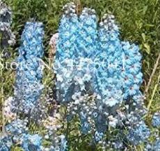 120PCS Delphinium Seeds - Light Bright Blue Colors