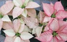 100PCS Poinsettia Seeds - Pinkish White and Light Pink Color