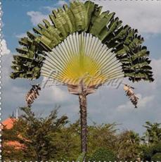 200PCS Green Travelers Palm Flores Seeds