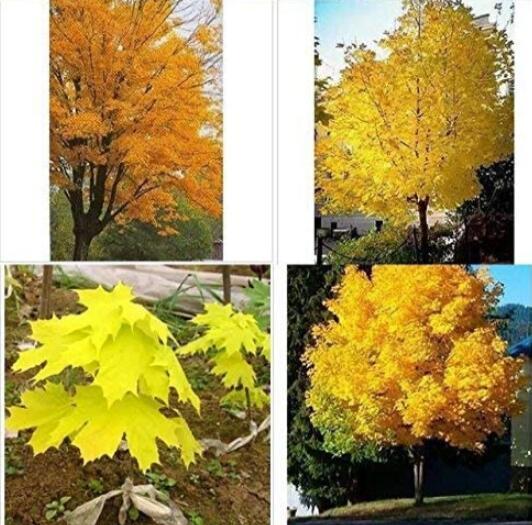 100PCS Yellow Maple Tree Seeds