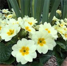 100PCS Evening Primrose Seeds - Light Yellowish White Flowers with Yellow Centre