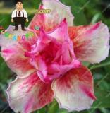 2PCS Desert Rose Seeds - Pink Serious Flowers