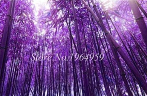 50PCS Bamboo Seed Lucky Moso Tree Seeds - Dark Purple Color