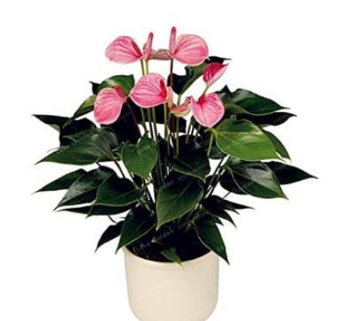 100PCS Anthurium Seeds - Light Pink Flowers