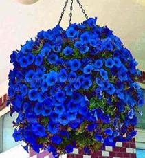 200PCS Hanging Petunia Flower Seeds - Dark Blue Color