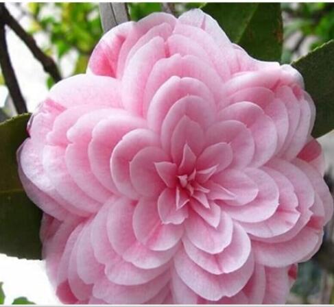 50PCS Common Camellia Seeds - Pink Flowers