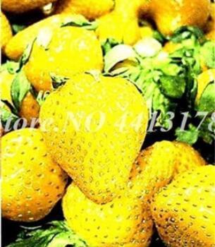 300PCS Giant Strawberry Seeds - Yellow Color