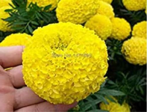 100PCS Yellow African Marigold French Marigold Seeds