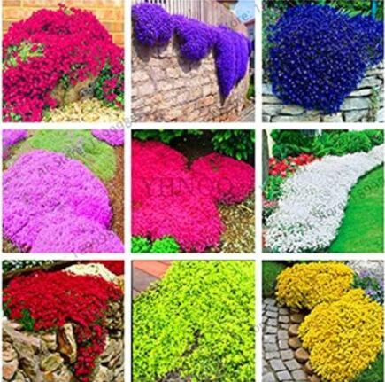 100PCS Creeping Thyme Seeds - Mixed 9 Colors