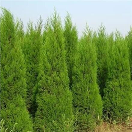 100PCS Italian Cypress Trees Seeds Platycladus Orientalis