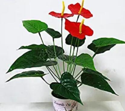 100PCS Red Anthurium Seeds