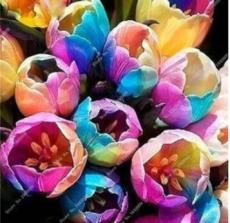 100PCS Tulips Seeds - Colorful Flowers